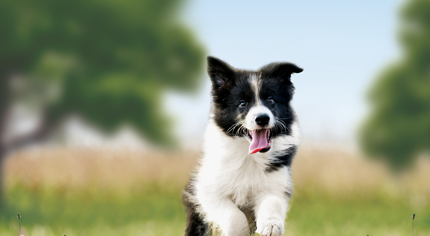 Droog hondenvoer brokken voor opgroeiende pups van kleine en middelgrote rassen, rijk aan lam en rijst 